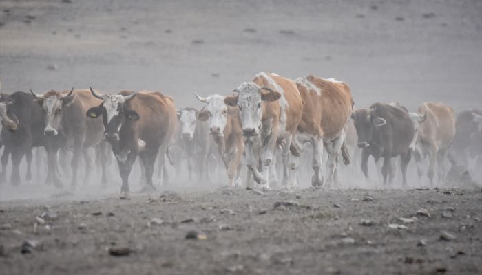 Kars'ta süt ineklerinin tozlu yolculuğu