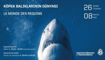 ABD'nin Ünlü “Köpek Balıklarının Dünyası” Sergisi Saint-Joseph Lisesi'nde