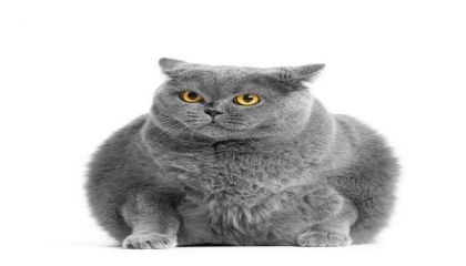 Araştırma: Vegan Beslenen Kedilerde Fazla Kilolu Olma Oranı Diğer Kedilere Göre Daha Düşük
