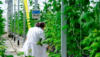 Elara Tarım ile 300 bin metrekarelik akıllı serada 'Bitki İhtiyaç Haritası' dönemi