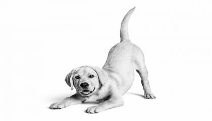 Royal Canin Türkiye'de 10. yılını kutluyor: 6,4 milyon kedi ve köpeğe ulaştı