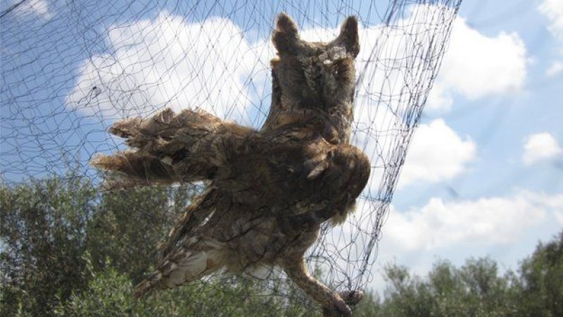 Kıbrıs'ta 800 bin kuş öldürüldü A24