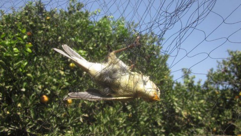 Kıbrıs'ta 800 bin kuş öldürüldü A24