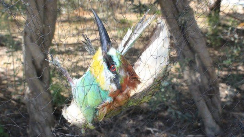 Kıbrıs'ta 800 bin kuş öldürüldü A24