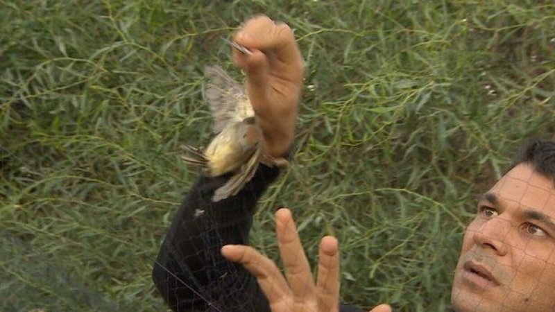 Kıbrıs'ta 800 bin kuş öldürüldü A24