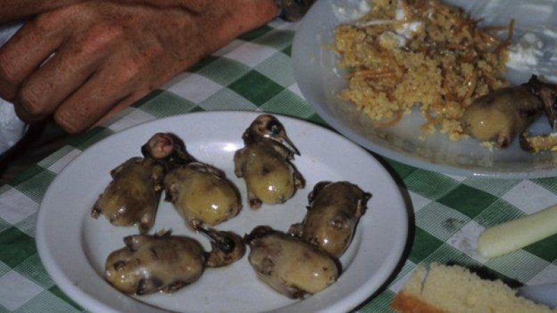 Kıbrıs'ta 800 bin kuş öldürüldü A24