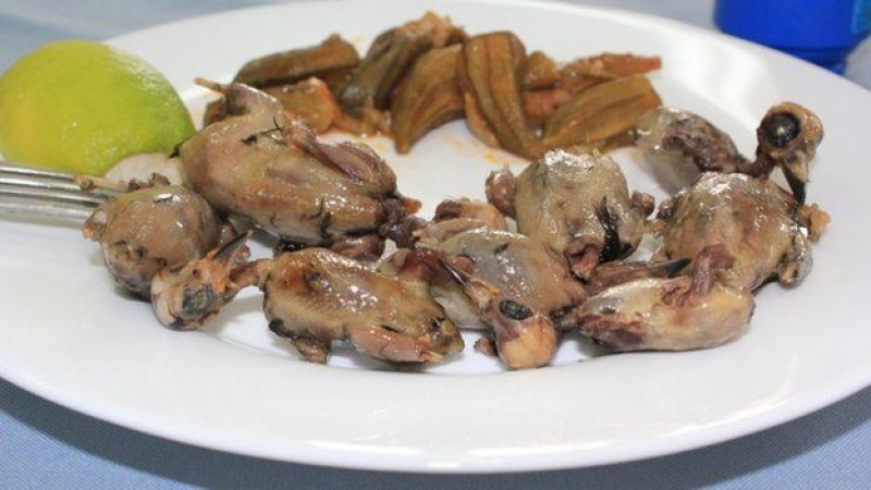 Kıbrıs'ta 800 bin kuş öldürüldü A24