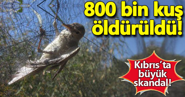 Kıbrıs'ta 800 bin kuş öldürüldü A24