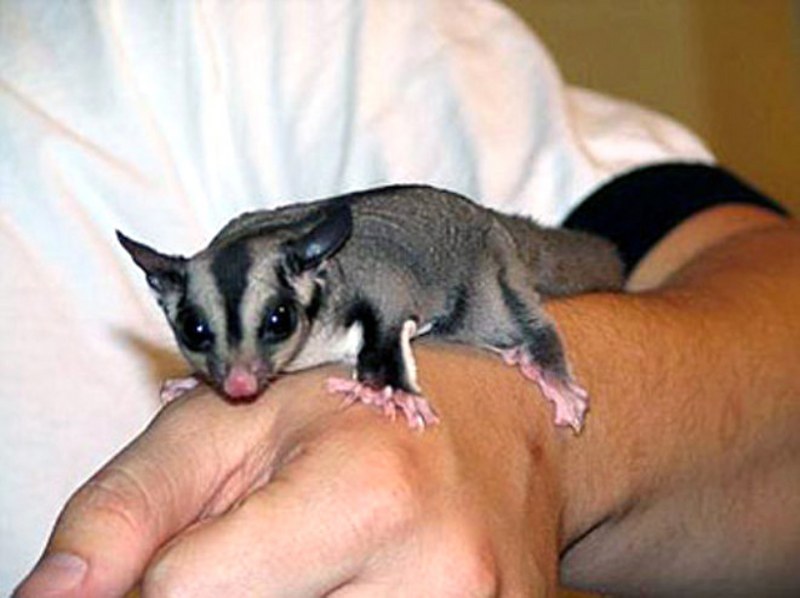 Bahçede bulunan 1 cm den daha ufak canlı bakın büyüdüğünde ne oldu! A24