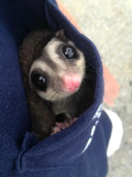 Bahçede bulunan 1 cm den daha ufak canlı bakın büyüdüğünde ne oldu! A24