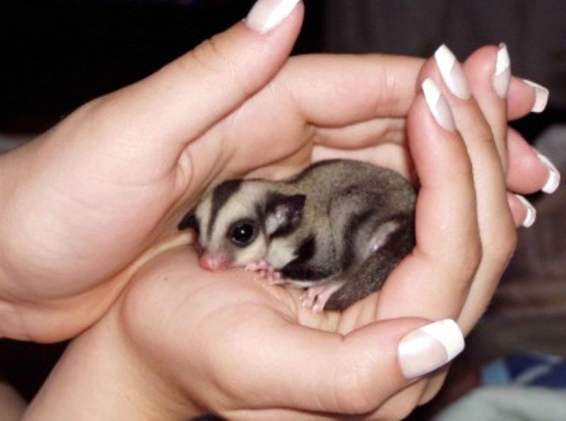 Bahçede bulunan 1 cm den daha ufak canlı bakın büyüdüğünde ne oldu! A24
