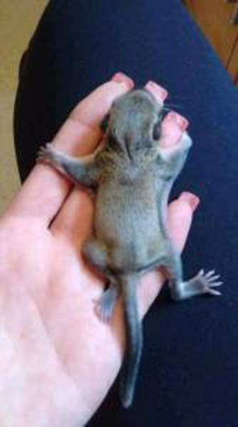 Bahçede bulunan 1 cm den daha ufak canlı bakın büyüdüğünde ne oldu! A24