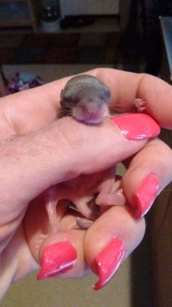 Bahçede bulunan 1 cm den daha ufak canlı bakın büyüdüğünde ne oldu! A24