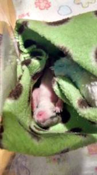 Bahçede bulunan 1 cm den daha ufak canlı bakın büyüdüğünde ne oldu! A24