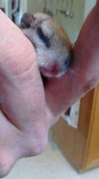 Bahçede bulunan 1 cm den daha ufak canlı bakın büyüdüğünde ne oldu! A24