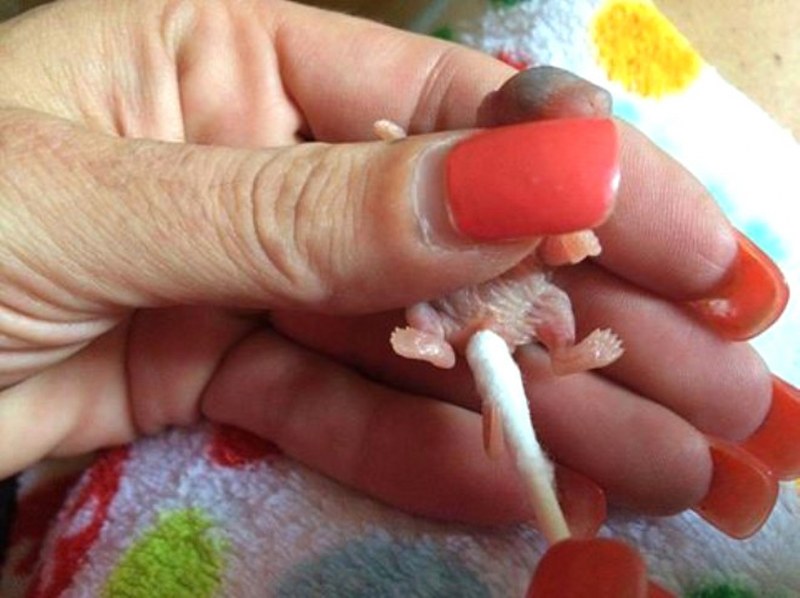 Bahçede bulunan 1 cm den daha ufak canlı bakın büyüdüğünde ne oldu! A24