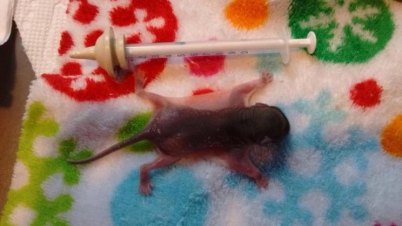 Bahçede bulunan 1 cm den daha ufak canlı bakın büyüdüğünde ne oldu! A24