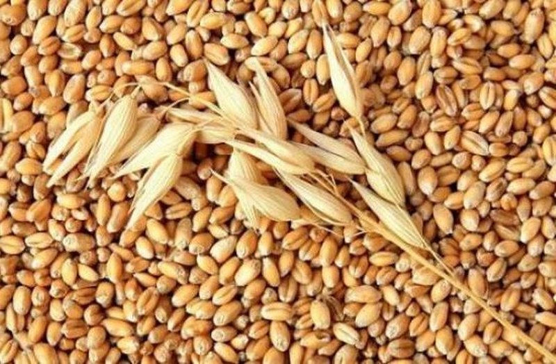 İrem Derici'nin zayıflamasını sağlayan Arpa Suyu Diyeti nedir? A24