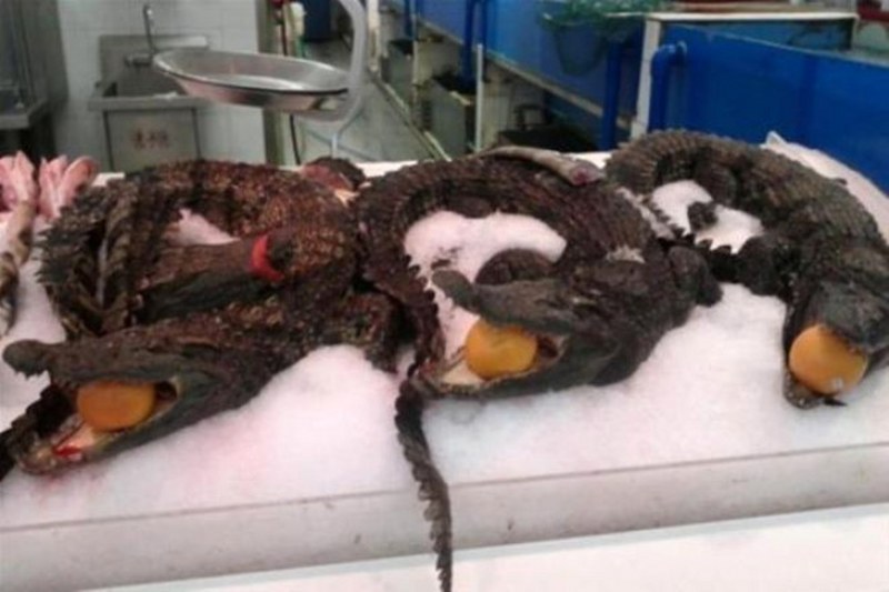 Çin'de çekilen akıllara zarar fotoğraf kareleri.... A24