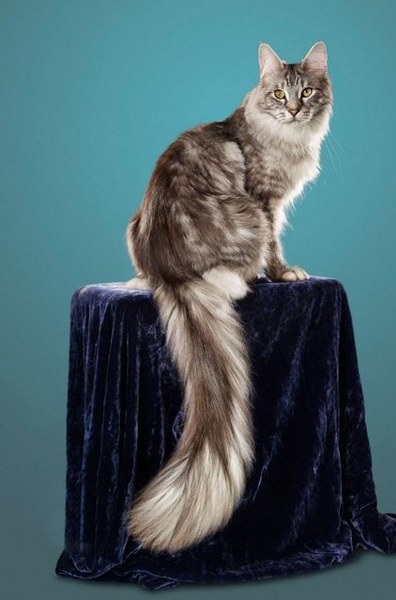 Guinness 2018 Dünya rekorlarını açıkladı... A24