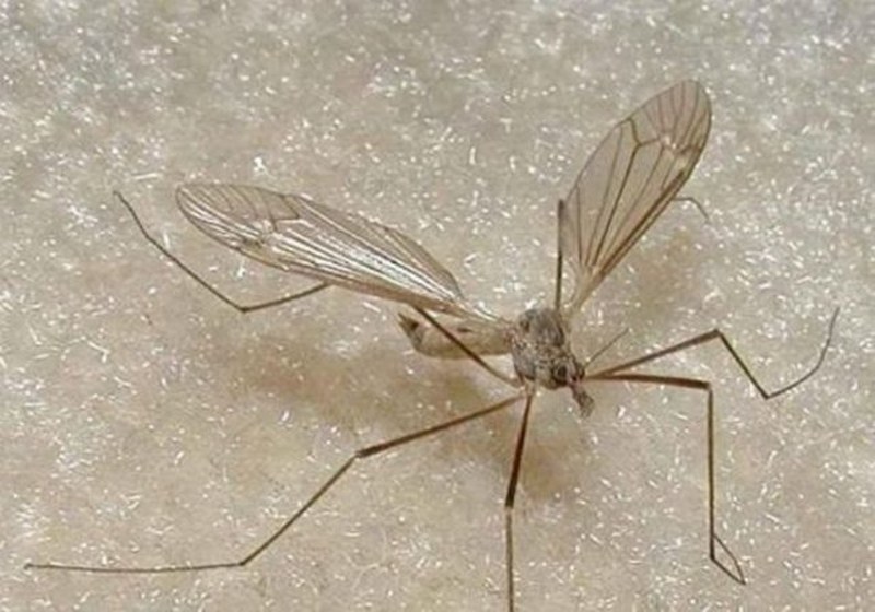 Dünyanın en enteresan bilgileri... A24