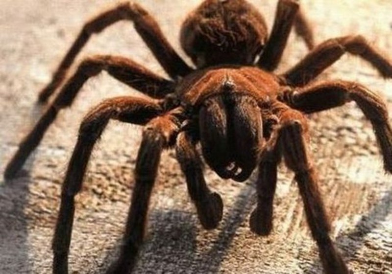 Dünyanın en enteresan bilgileri... A24