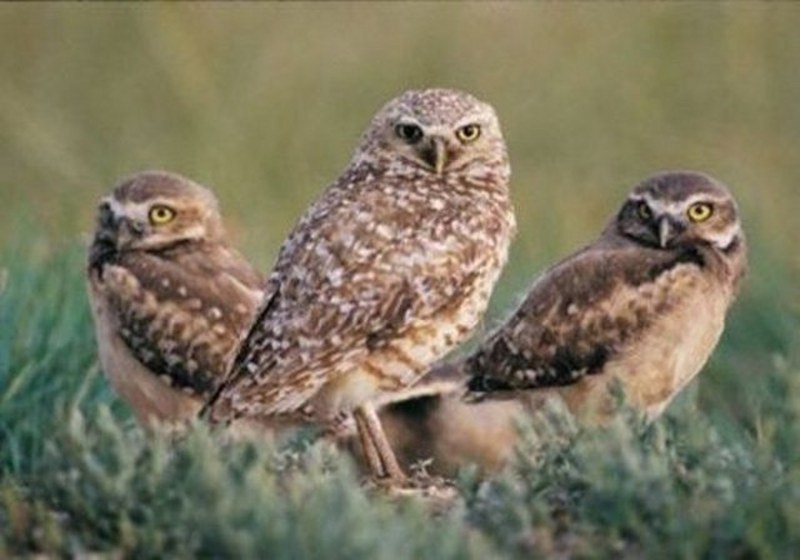 Dünyanın en enteresan bilgileri... A24