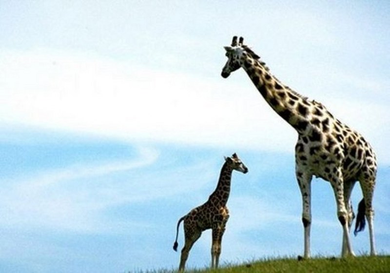 Dünyanın en enteresan bilgileri... A24