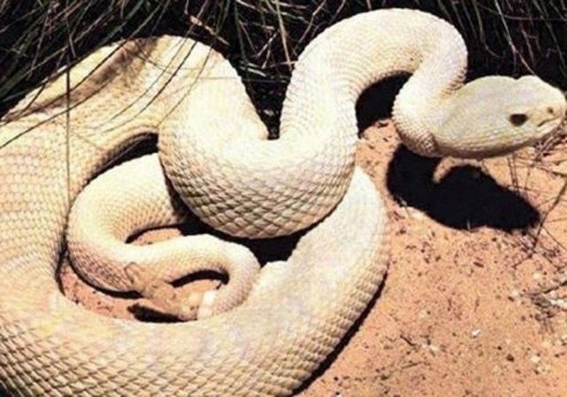 Dünyanın en enteresan bilgileri... A24