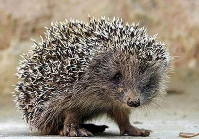 Dünyanın en enteresan bilgileri... A24