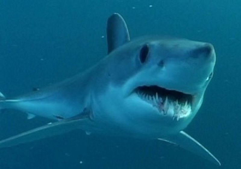 Dünyanın en enteresan bilgileri... A24