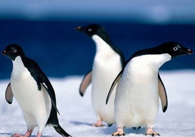 Dünyanın en enteresan bilgileri... A24