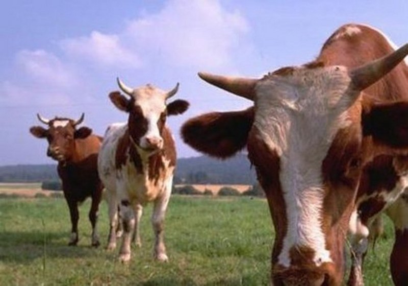 Dünyanın en enteresan bilgileri... A24