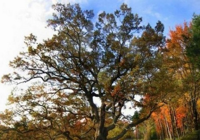 Dünyanın en enteresan bilgileri... A24