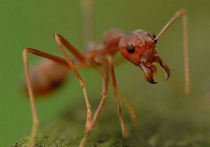 Dünyanın en enteresan bilgileri... A24