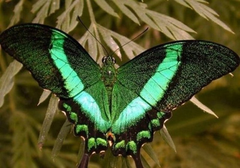 Dünyanın en enteresan bilgileri... A24