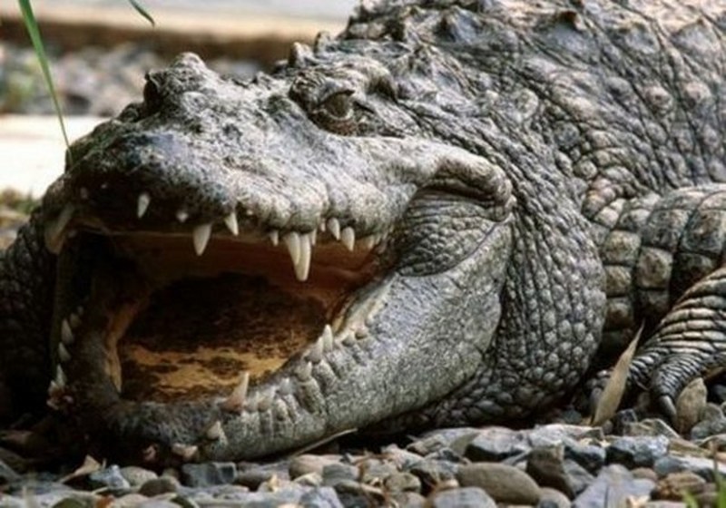 Dünyanın en enteresan bilgileri... A24