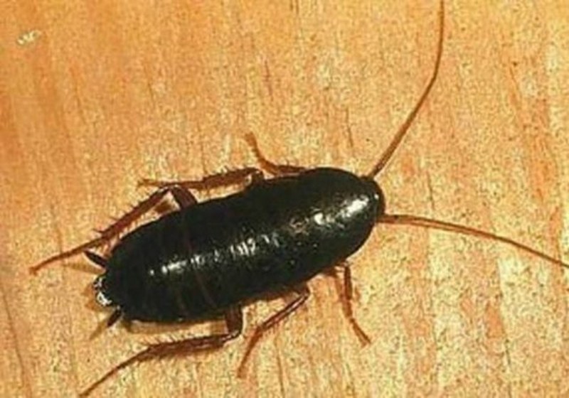 Dünyanın en enteresan bilgileri... A24