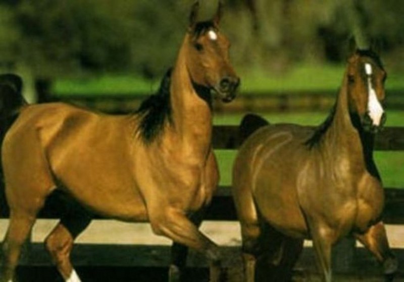 Dünyanın en enteresan bilgileri... A24