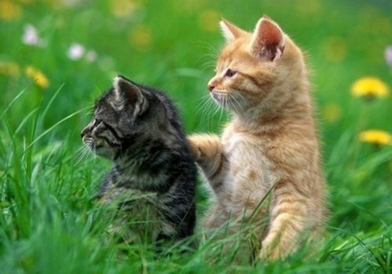 Dünyanın en enteresan bilgileri... A24