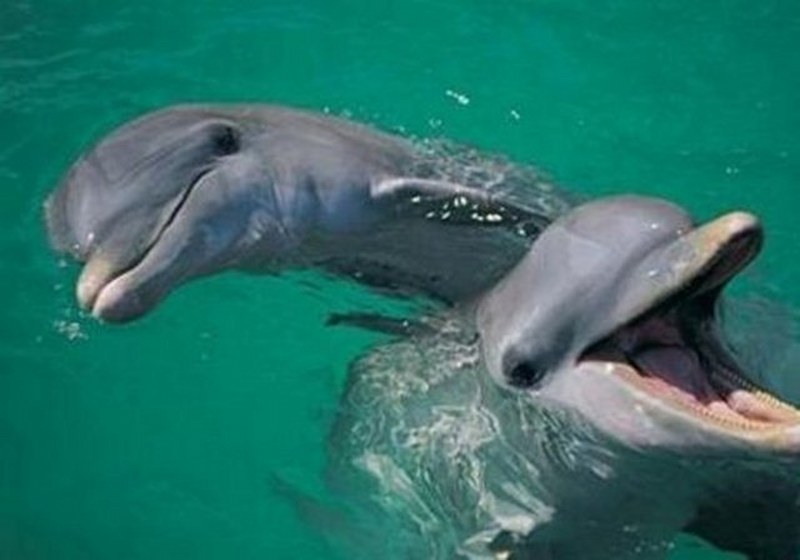 Dünyanın en enteresan bilgileri... A24