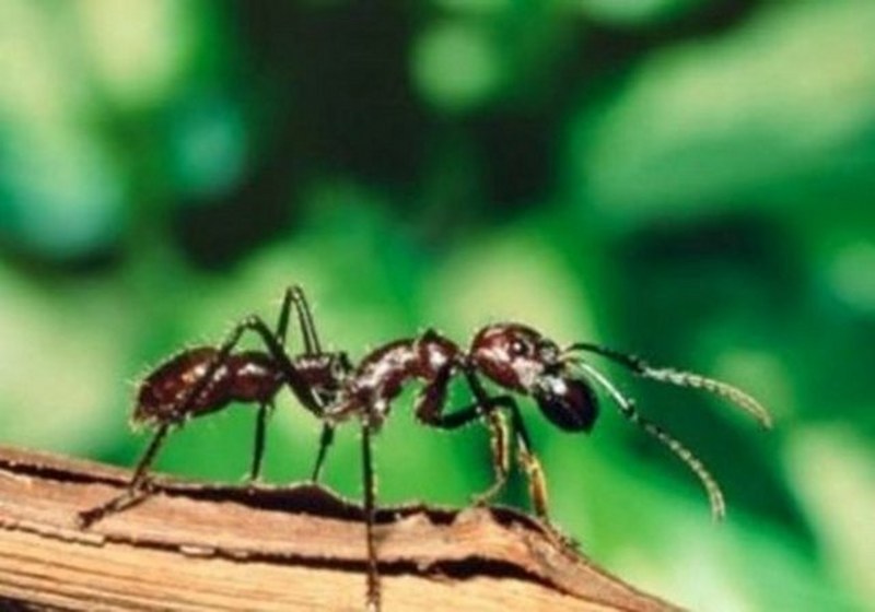 Dünyanın en enteresan bilgileri... A24