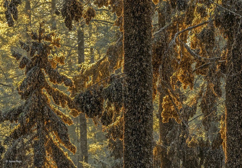 2017'nin seçilmiş en iyi vahşi yaşam fotoğrafları A24