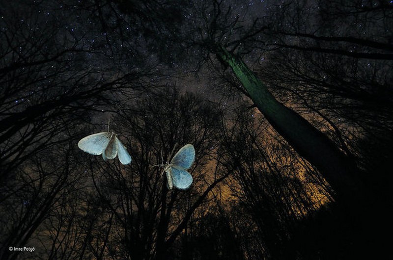 2017'nin seçilmiş en iyi vahşi yaşam fotoğrafları A24