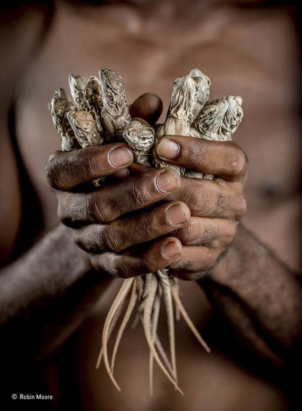 2017'nin seçilmiş en iyi vahşi yaşam fotoğrafları A24