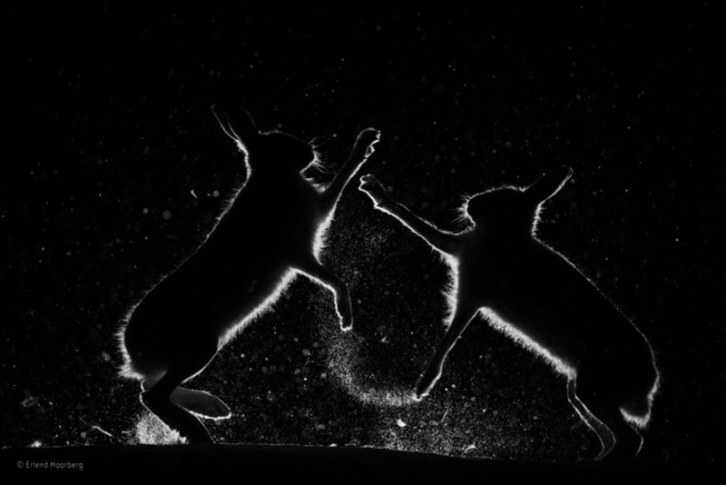 2017'nin seçilmiş en iyi vahşi yaşam fotoğrafları A24