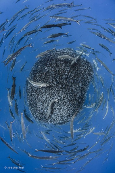 2017'nin seçilmiş en iyi vahşi yaşam fotoğrafları A24