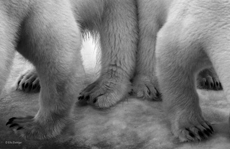 2017'nin seçilmiş en iyi vahşi yaşam fotoğrafları A24