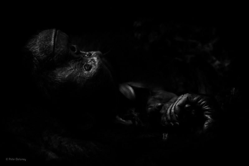 2017'nin seçilmiş en iyi vahşi yaşam fotoğrafları A24