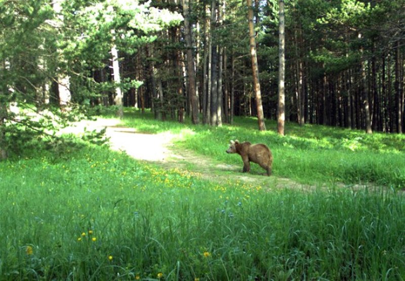 Kars'ın Sarıkamış ilçesindeki ormana kurulan fotokapana yansıyan doğal yaşam... A24
